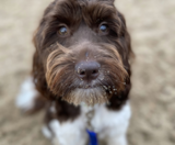 Mini Portidoodle Puppies For Sale Seaside Pups